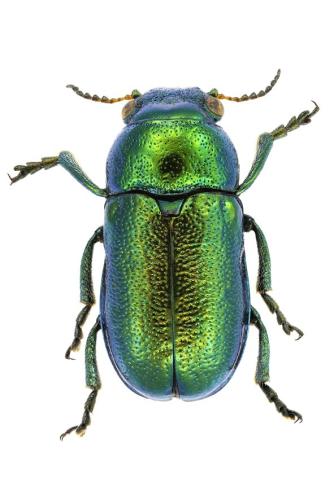 Réf. 335 785 : Smaragdina concolor